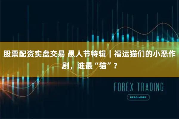 股票配资实盘交易 愚人节特辑｜福运猫们的小恶作剧，谁最“猫”？